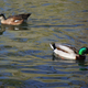 Illustration for article titled Got My Ducks In A Row
